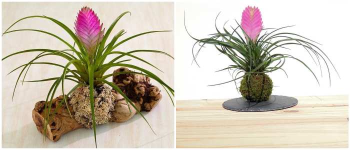 Тилландсия цианея (Tillandsia cyanea)