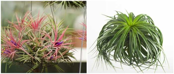 Tillandsia stricta