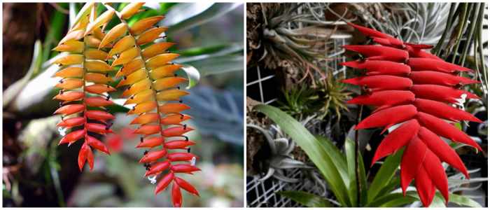 Тилландсия Дуера (Tillandsia dyeriana)