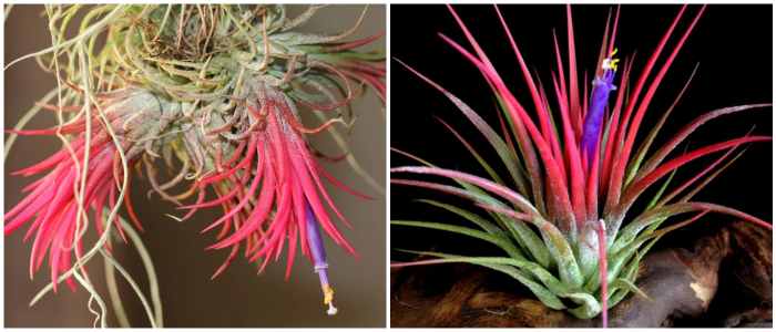 Тилландсия ионанта (Tillandsia ionantha)