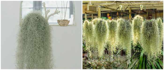 Тилландсия usneoides (уснеевидная)