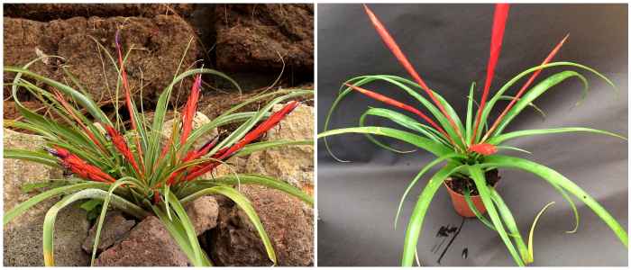 Тилландсия желтая (Tillandsia flabellata)