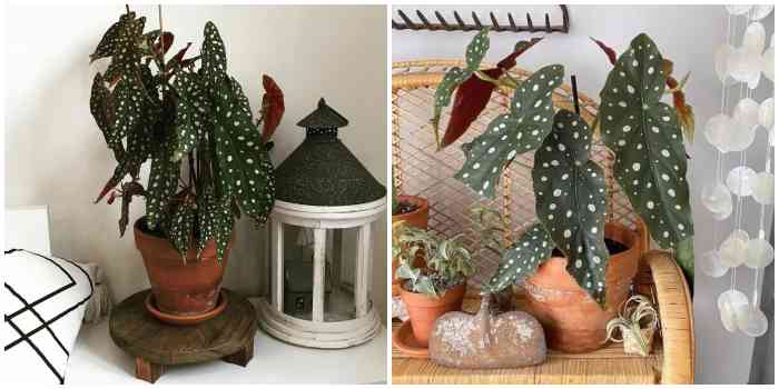 Бегония Пятнистая (Begonia maculata)