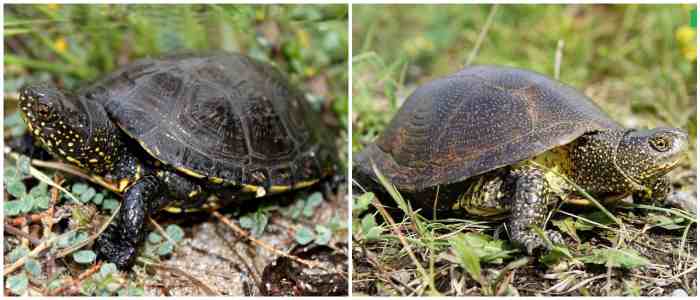 Европейская болотная (Emys orbicularis)