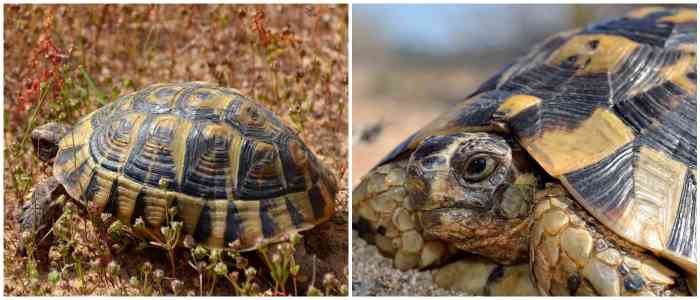 Греческая (Testudo graeca)