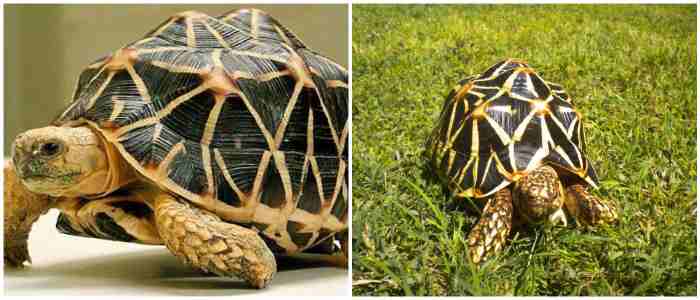 Индийская или Звёздчатая (Geochelone elegans)