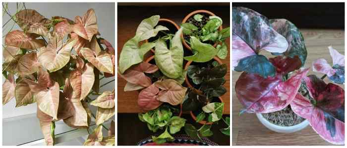 Syngonium Neon Robusta, Allusion, Red Straberry 