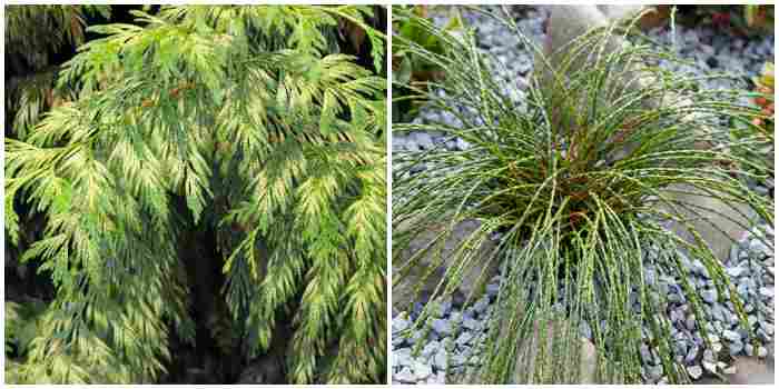Thuja plicata Gracilis Aurea и Whipcord