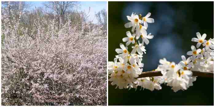 Forsythia abeliophyllum