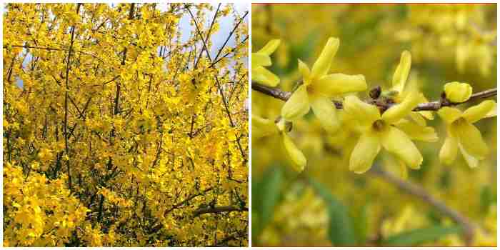 Forsythia europaea