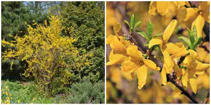 Forsythia ovata Nakai