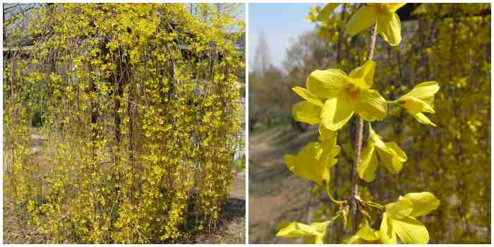 Forsythia suspensa