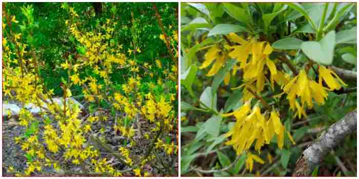 Forsythia Veridissima