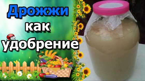Дрожжи для растений